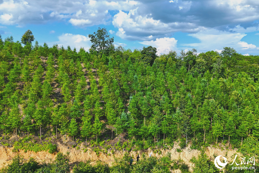 “一林三吃”的經(jīng)營模式豐富了林下經(jīng)濟的多樣性。人民網(wǎng) 李昌乾攝