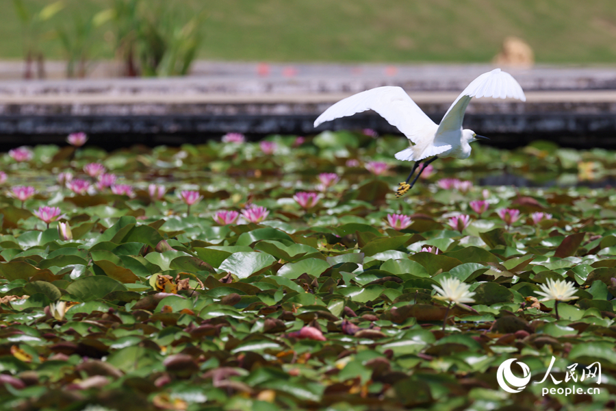 彩蓮滿塘鷺鳥飛。人民網(wǎng)記者 陳博攝
