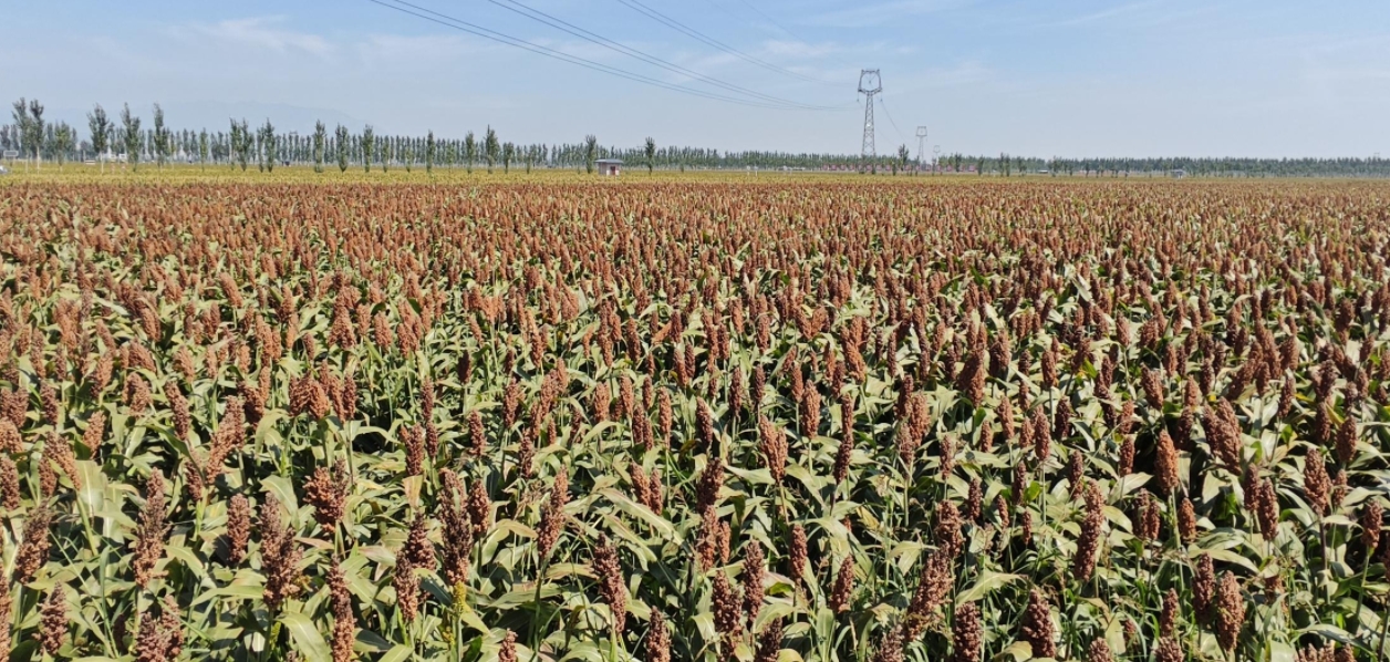 “汾享杏福”現(xiàn)代農(nóng)業(yè)科技示范園。郝建攝