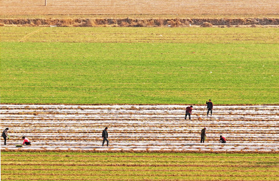 山西運城:“龍?zhí)ь^”春播春種“加速度”-45122.jpg 山西運城:“龍?zhí)ь^”春播春種“加速度”-45122.jpg
