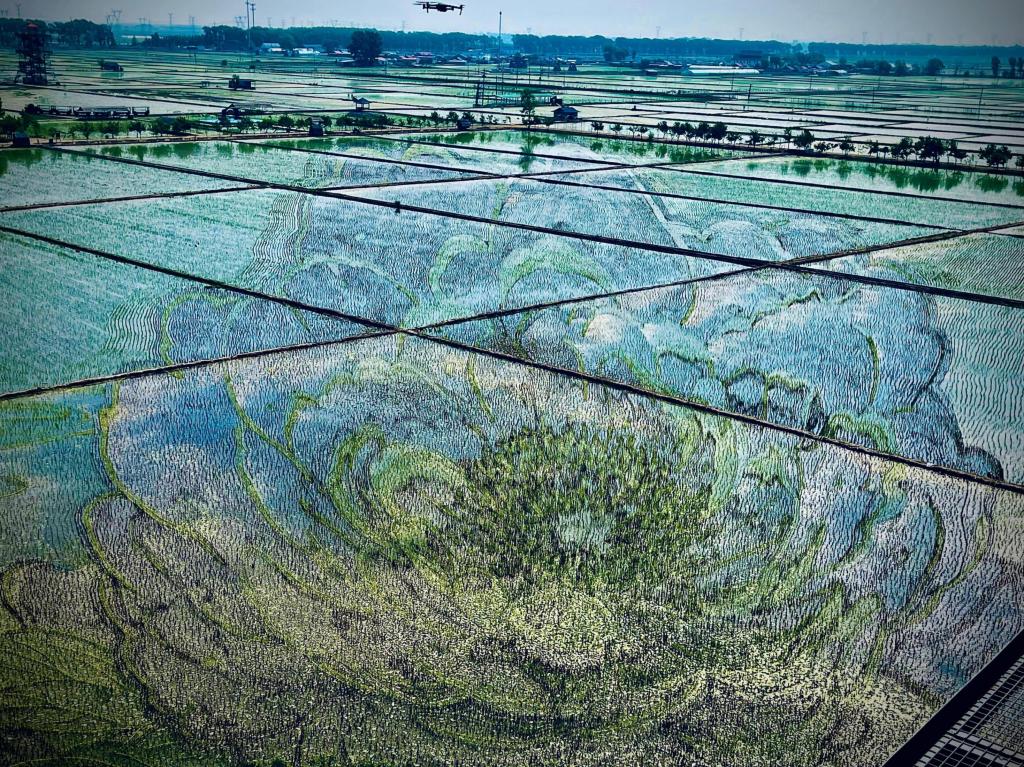 國(guó)色山河主題稻田畫。人民網(wǎng)記者 任妍攝