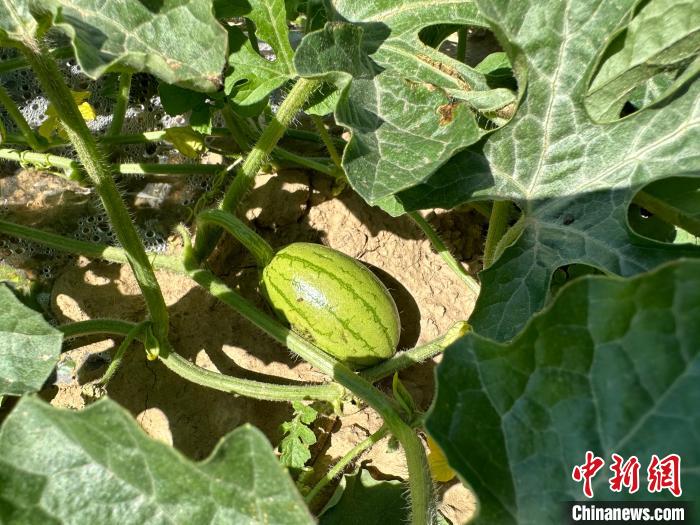 14日，記者在合作社的百畝西瓜地里，看著一個(gè)個(gè)如雞蛋般大小的西瓜，正“享受”著太陽的炙烤?！⑿〖t 攝