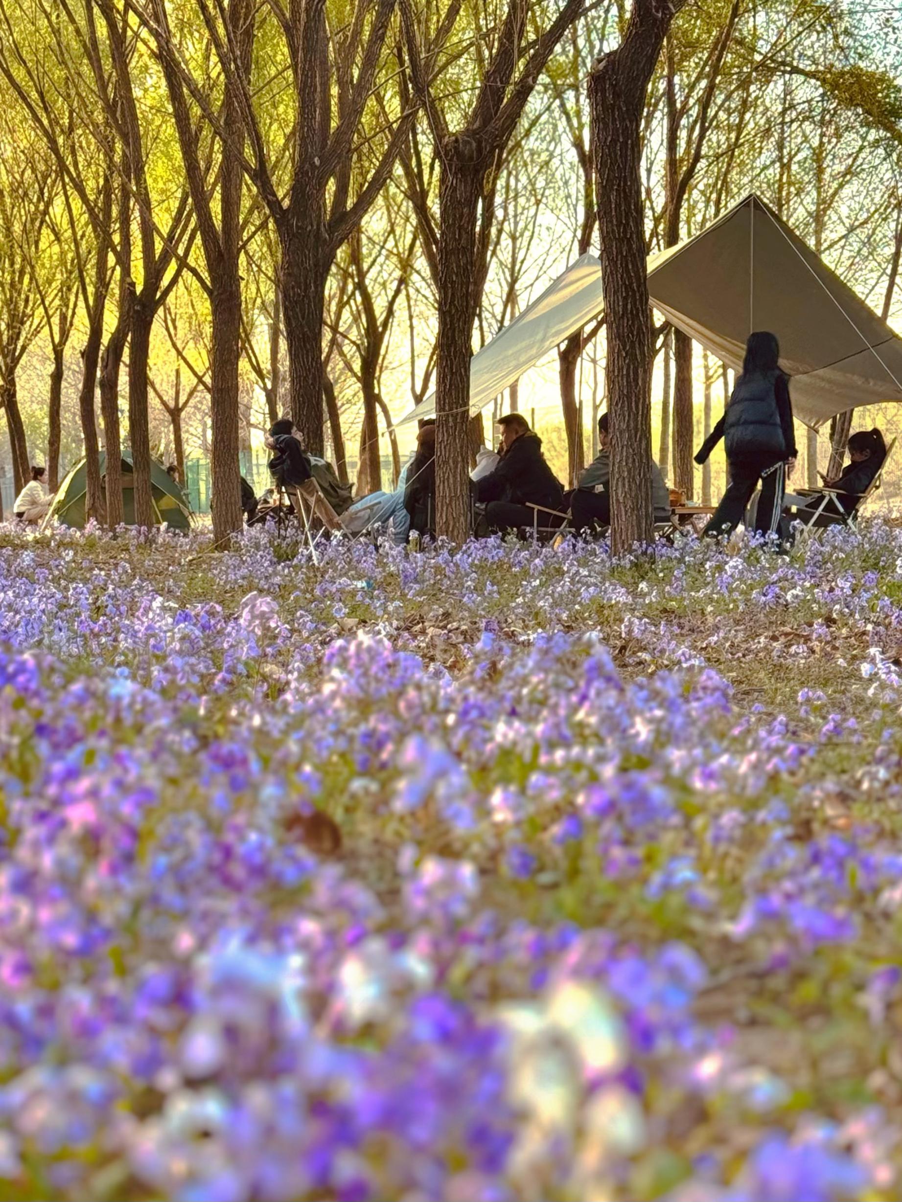 清明假期期間，范女士一家在北京溫榆河邊露營。受訪者供圖