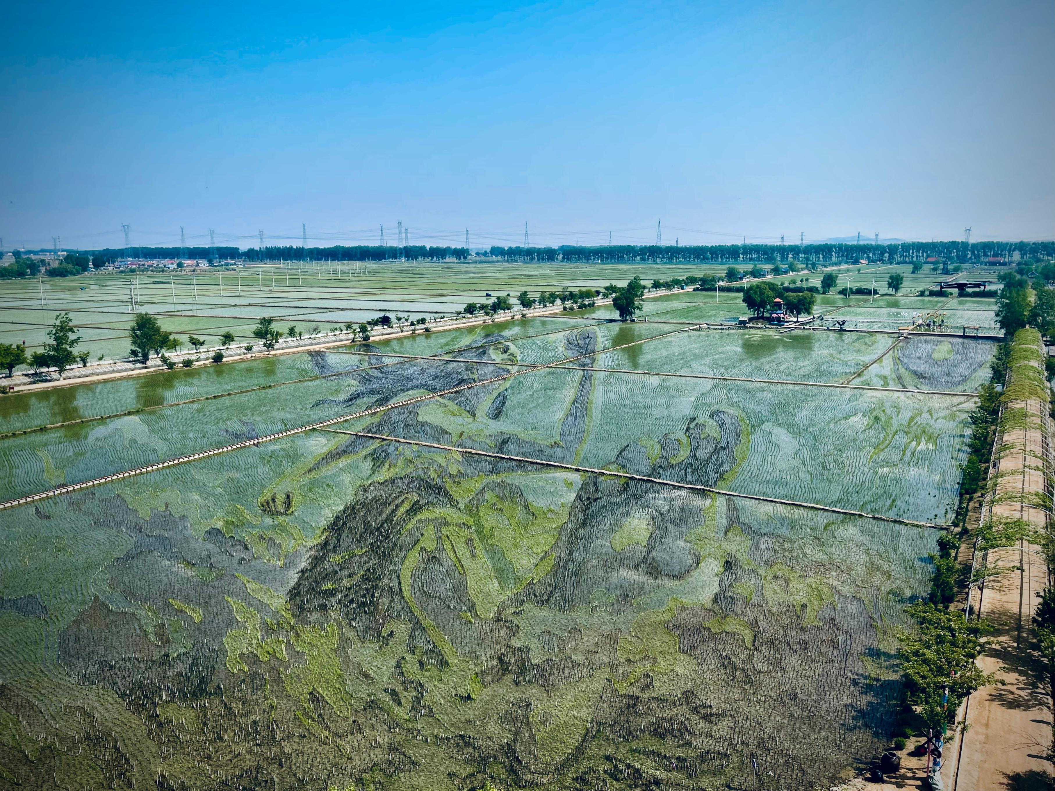 “歷史典故-夸父逐日”稻田畫。人民網(wǎng)記者 任妍攝