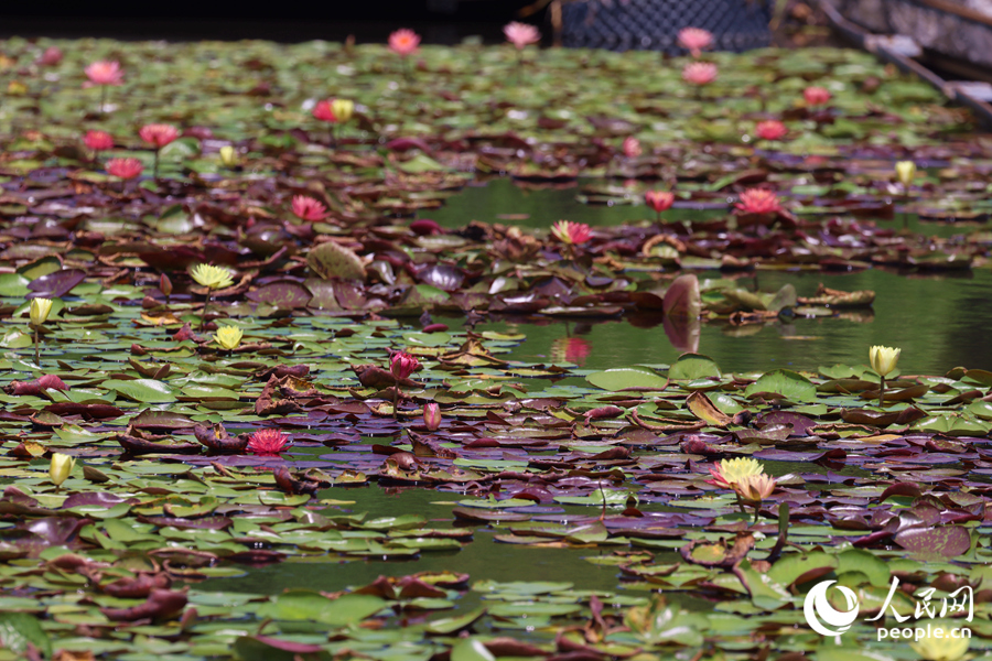 藏在繁花深處的3朵雙色睡蓮。人民網(wǎng)記者 陳博攝