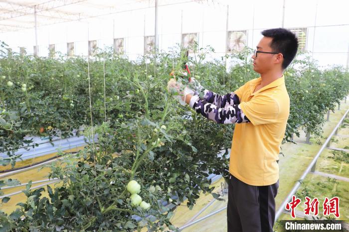 圖為在紅谷灘區(qū)元宇宙·VR數(shù)字農(nóng)業(yè)示范基地七彩番茄培育車(chē)間內(nèi)，農(nóng)業(yè)技術(shù)員正在對(duì)番茄植株進(jìn)行修剪?！⌒苠\陽(yáng) 攝