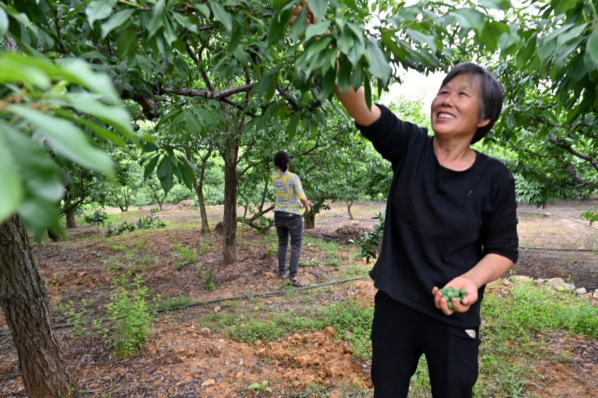 村民們搶抓農(nóng)時，忙著為脆李樹疏果。鄒樂攝