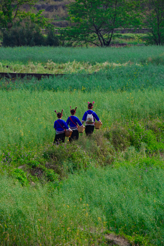 世外桃源春光好。網(wǎng)友“二流攝影師”攝