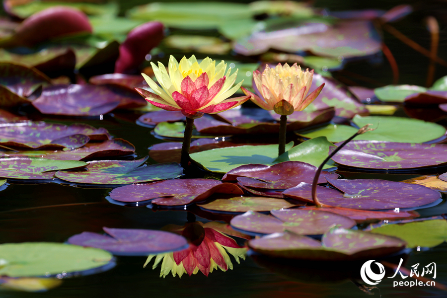 雙色睡蓮與翠綠的蓮葉、清澈的池水相映成畫。人民網(wǎng)記者 陳博攝