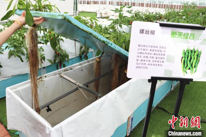 圖為在南昌市紅谷灘區(qū)元宇宙·VR數(shù)字農(nóng)業(yè)示范基地氣霧培養(yǎng)車(chē)間里，螺絲椒長(zhǎng)勢(shì)良好?！⌒苠\陽(yáng) 攝