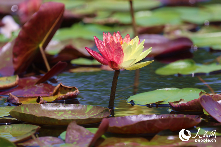 亭亭玉立于水中央的雙色睡蓮。人民網(wǎng)記者 陳博攝