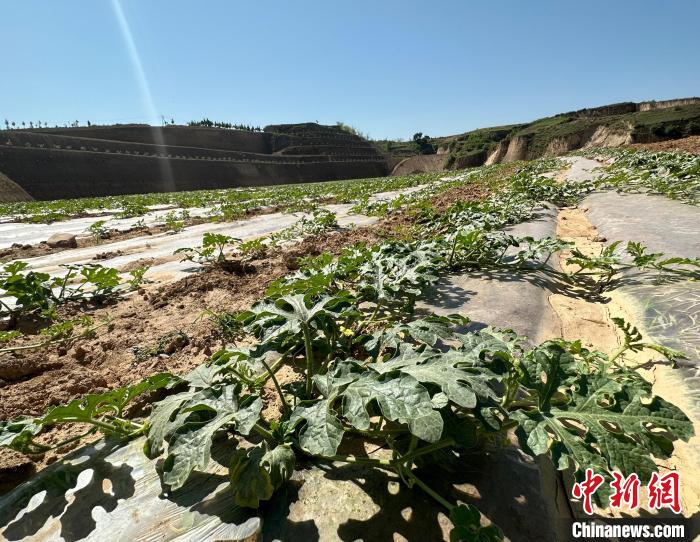 當(dāng)前，西瓜正值快速生長(zhǎng)期?！⑿〖t 攝