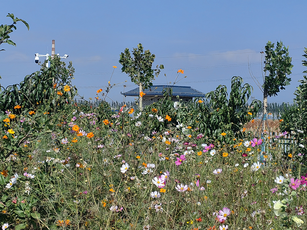 西馬寨村休閑小廣場(chǎng)。人民網(wǎng)記者 趙芳攝