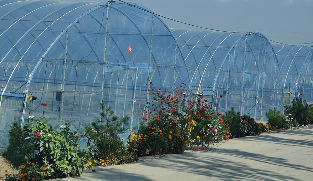西馬寨村大棚種植。人民網(wǎng)記者 趙芳攝