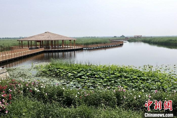 從完成頂層設(shè)計(jì)到如火如荼大規(guī)模建設(shè)，六年來，雄安新區(qū)如春天的竹子一般拔節(jié)生長，這座承載千年大計(jì)的“未來之城”已雄姿初顯。從“一張白紙”開始著墨，如今的雄安新區(qū)已是濃墨重彩的“山水畫”。<a target='_blank' href='/'>中新社</a>記者近日走訪了雄安新區(qū)多地，從“藍(lán)綠金”三色感受這座“未來之城”的巨大變化。圖為7月20日，河北白洋淀上荷花滿淀、蘆花搖曳。 <a target='_blank' href='/'>中新社</a>記者 易海菲 攝